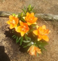 blog lilies